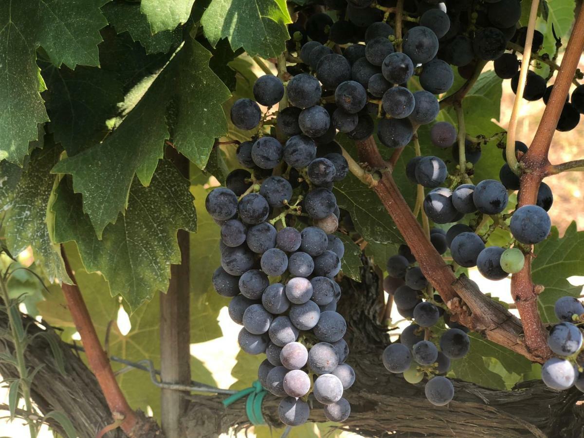 Terricciola Agriturismo Pieve De Pitti מראה חיצוני תמונה