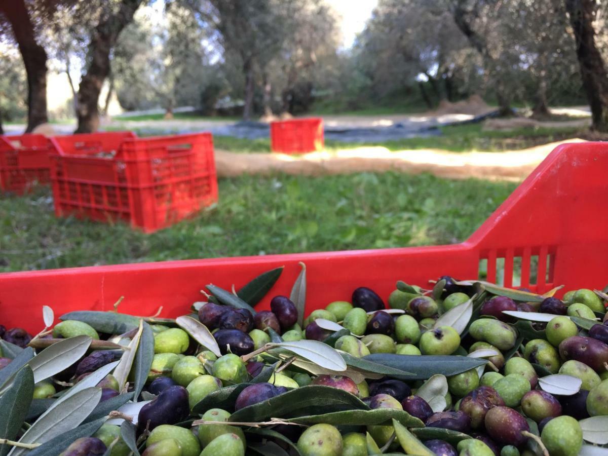 Terricciola Agriturismo Pieve De Pitti מראה חיצוני תמונה