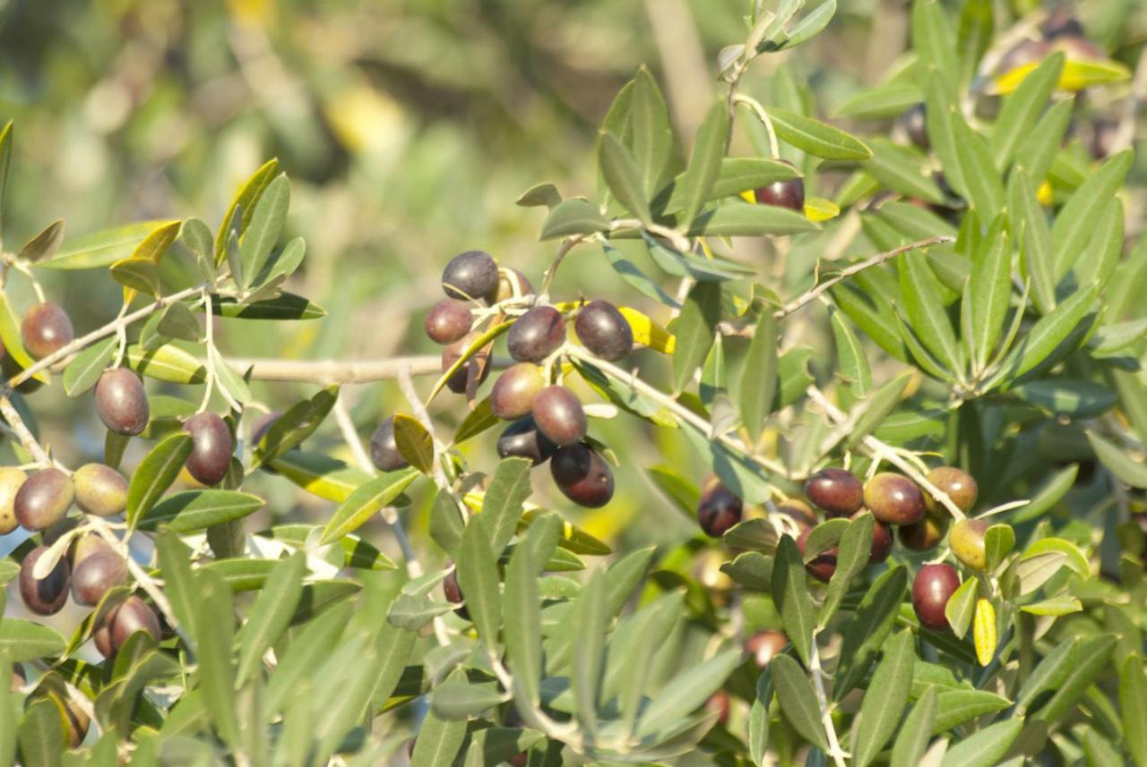Terricciola Agriturismo Pieve De Pitti מראה חיצוני תמונה